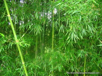 broto de bambu e bambu (25)